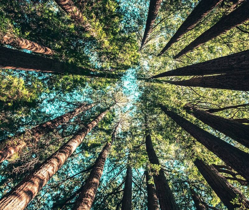 Corso di Mindfulness – MBSR