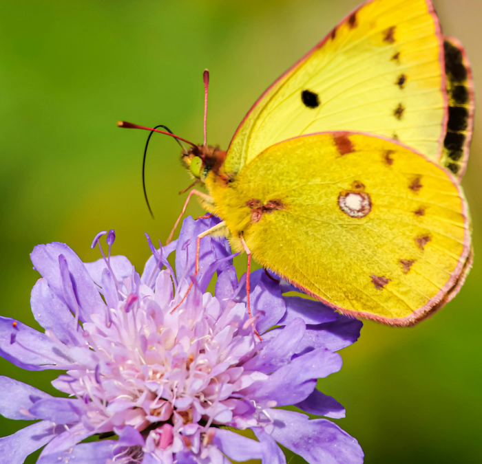 Il risveglio della natura e del corpo – la primavera secondo l’āyurveda