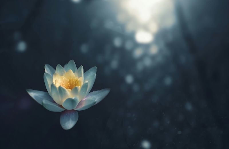 Coltivare la presenza mentale